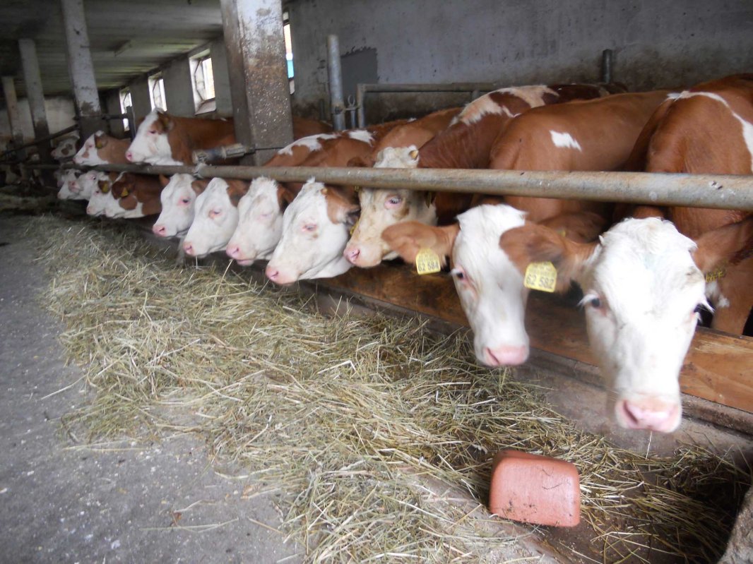 Traunwalchen, un sat bavarez care dă viitor trecutului 127070