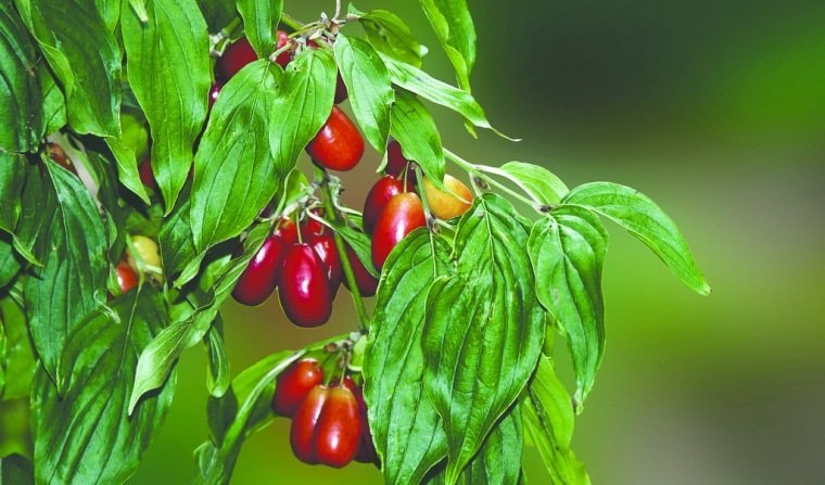 Fructul sălbatic care accelerează procesele metabolice  în organismul uman 128188