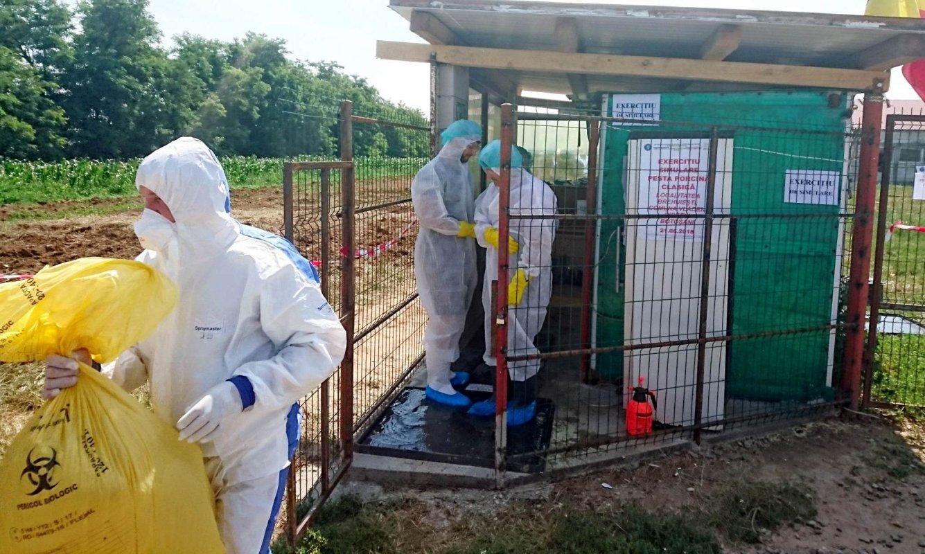 Pestă porcină în 25 de județe 129087