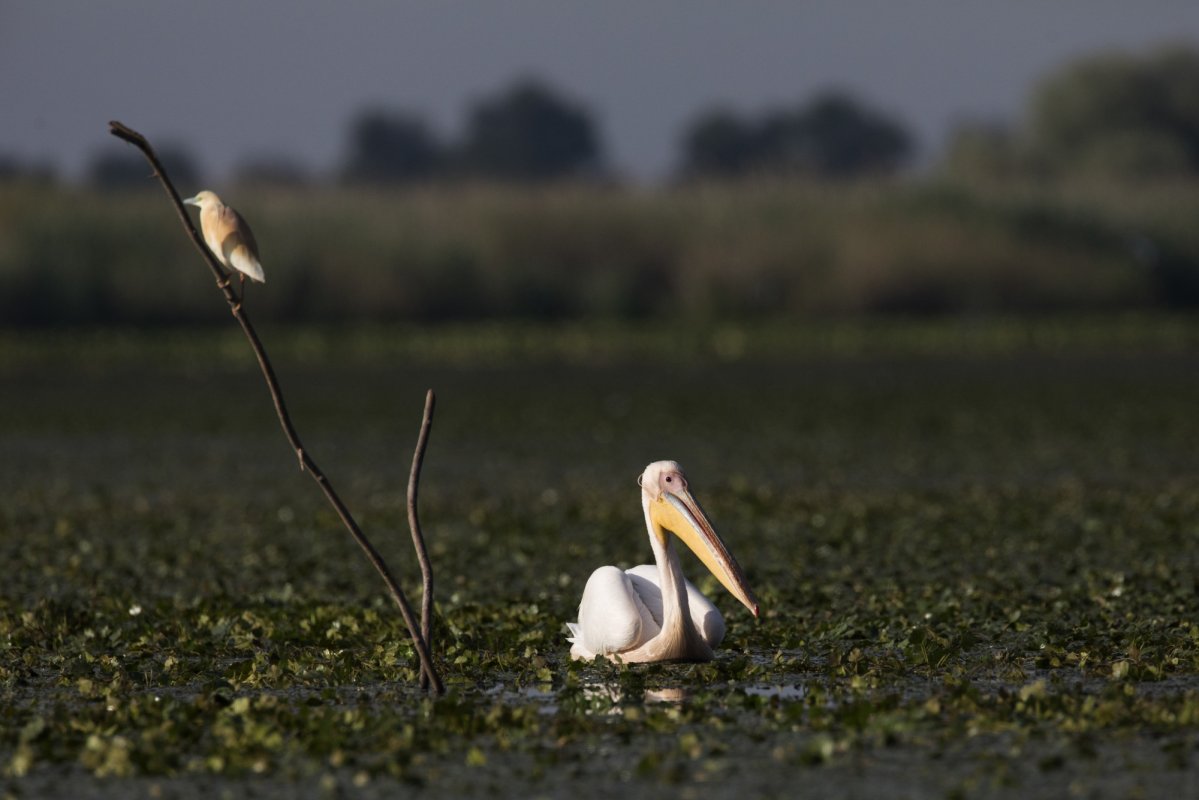 Lucrări de decolmatare în Deltă 129372