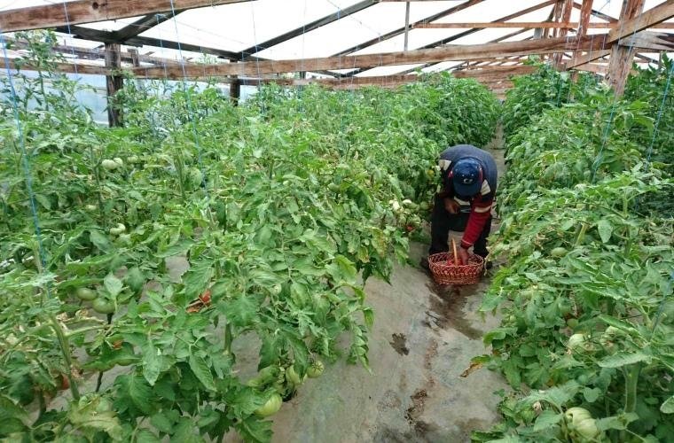 Interes crescut pentru programul de tomate 130362