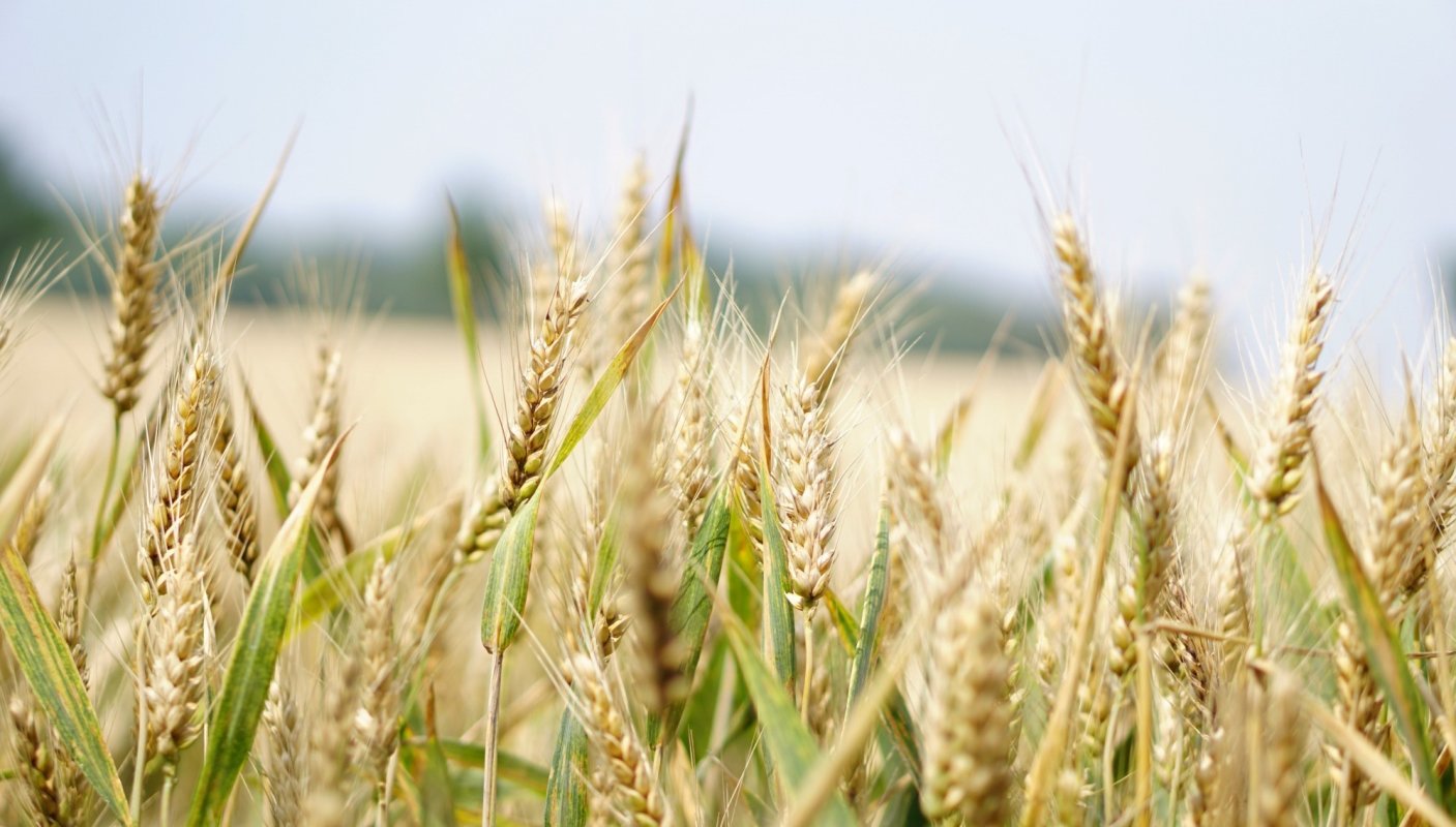 Mai mult pentru plăţi directe,  mai puţin pentru investiţii în rural 131048