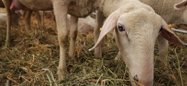 Plăţi pentru ameliorarea raselor de animale 131279