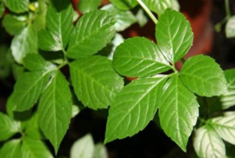 Gulanul și capacitățile sale vindecătoare 132430