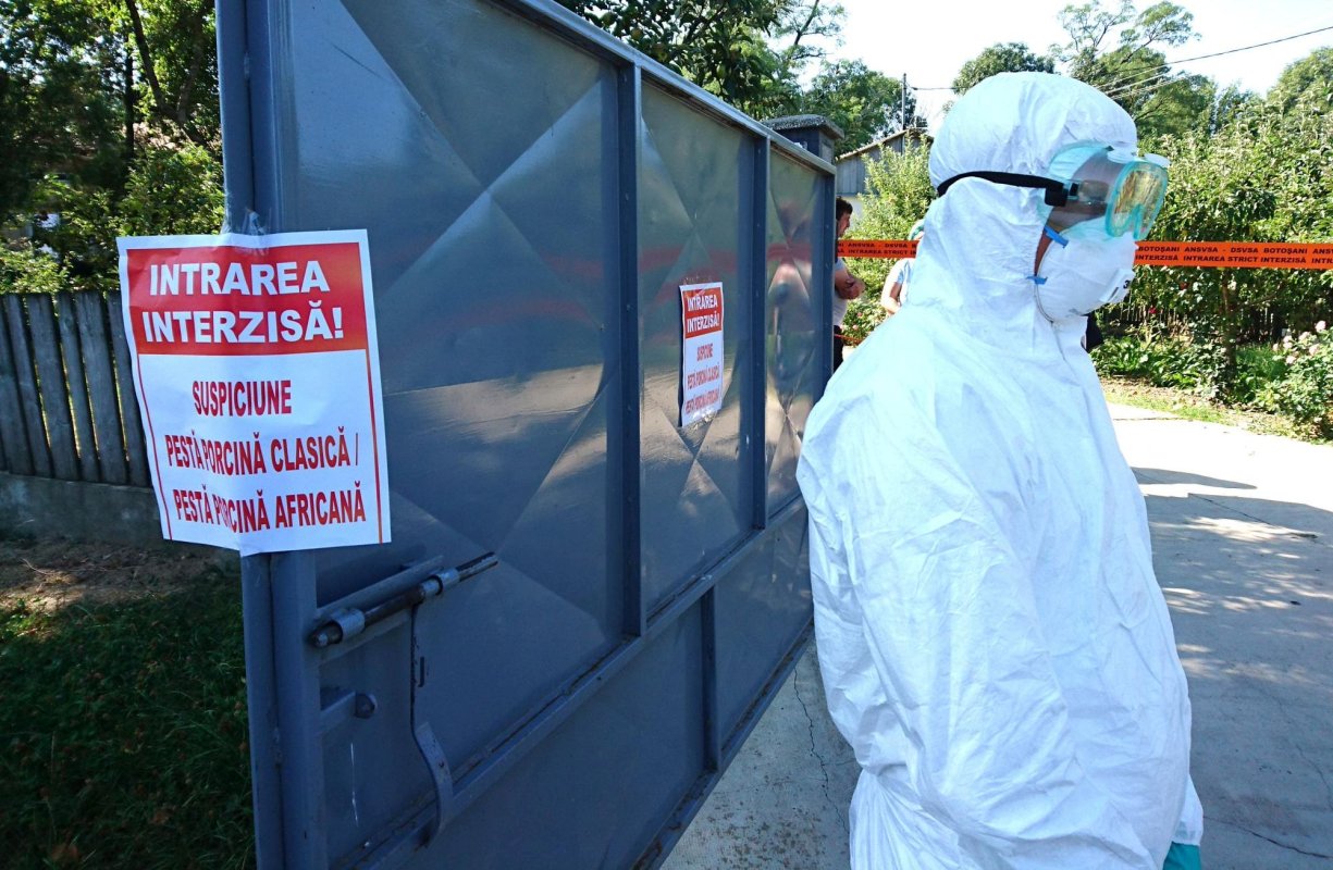 Critici pentru modul în care a fost gestionată pesta porcină 132802