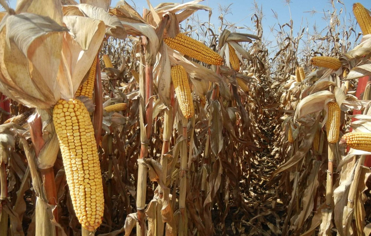 România, a 8-a putere agricolă în UE 132800