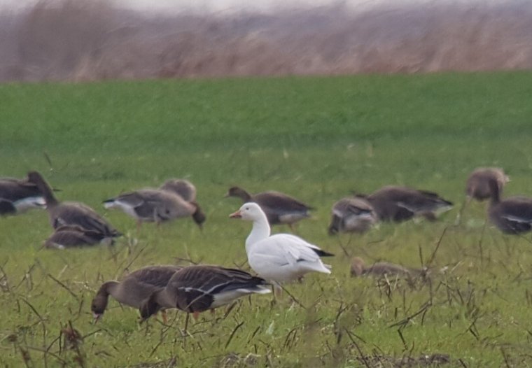 Pasăre inedită în ţara noastră 133555