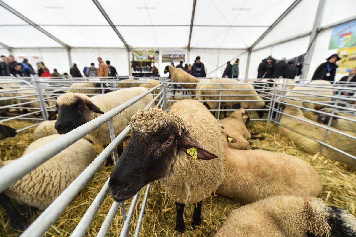 Cereri pentru ajutorul de creştere a animalelor 134612