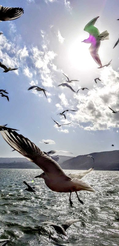 Amintirea unui pelerinaj de Bobotează în Țara Sfântă 136432