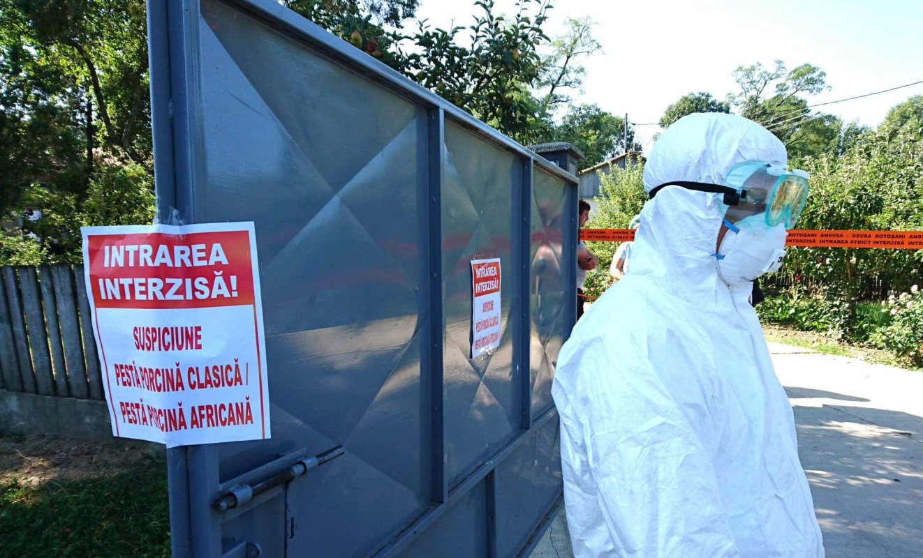 Despăgubiri pentru pesta porcină 136488