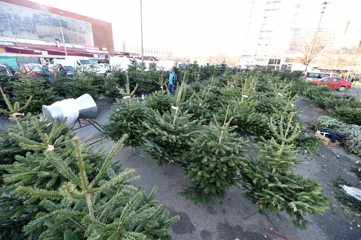 Îngrăşământ bio din brazii de Crăciun 136817