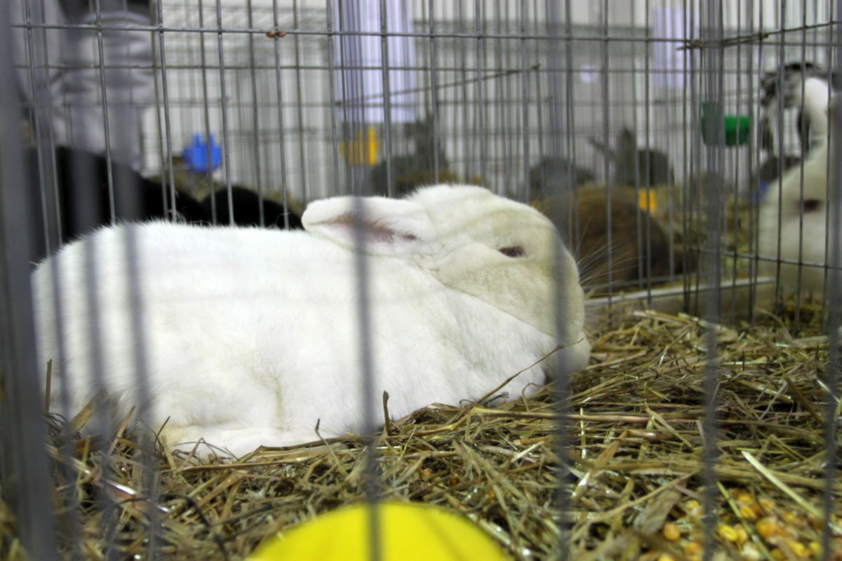 Târg de păsări şi animale mici la Baia Mare 137030