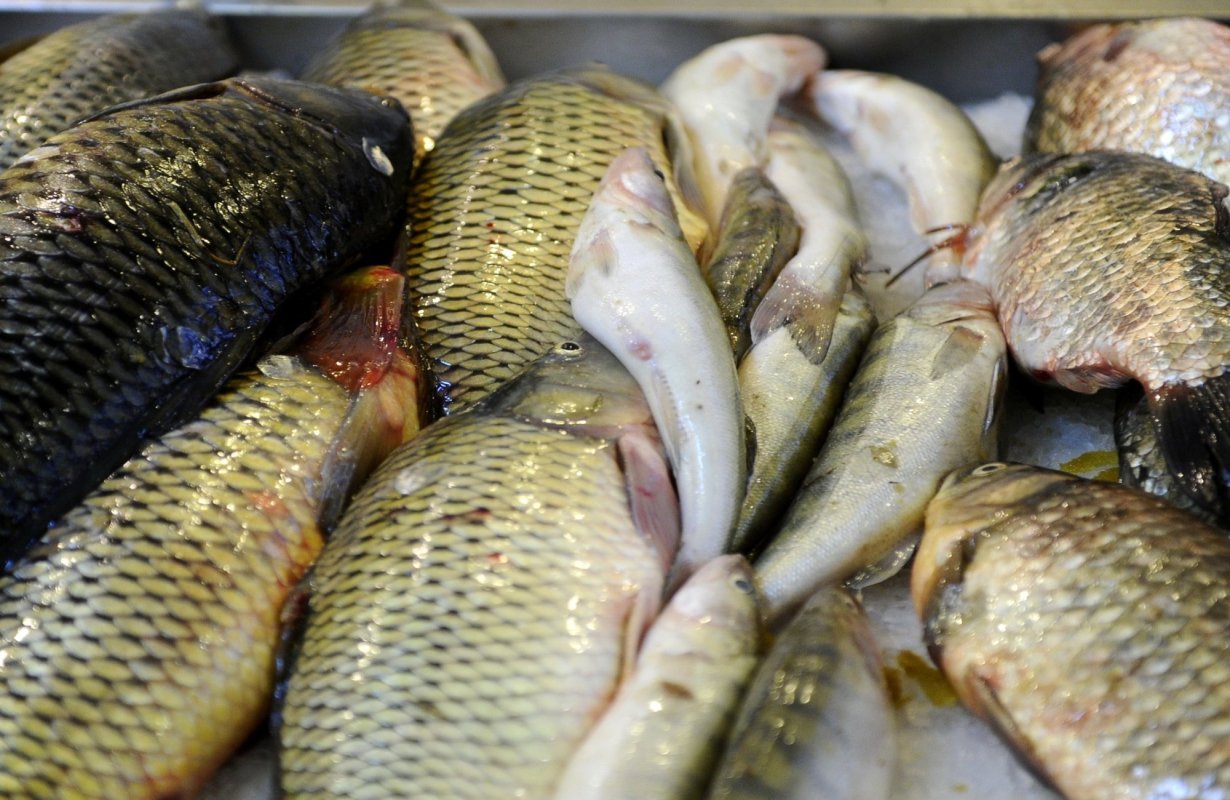 Aplicaţie pentru pasionaţii de pescuit 138027