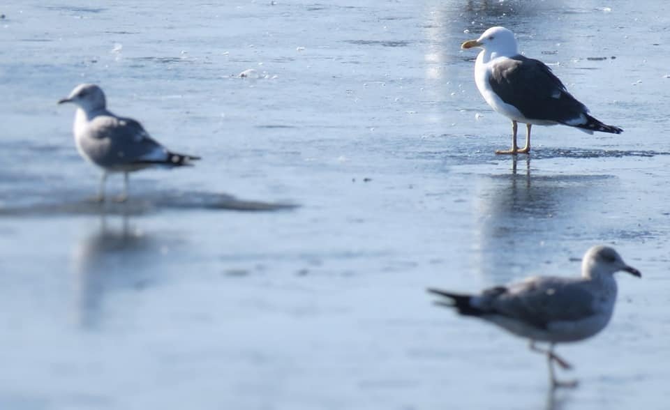 Oaspete rar în Parcul Văcăreşti 138984