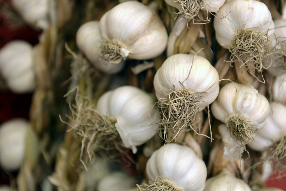 Condiţii pentru acordarea sprijinului cultivatorilor de usturoi 139138