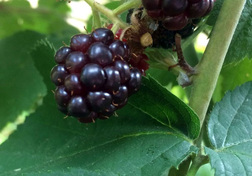 Viitoarea recoltă de fructe de pădure, deja vândută 139230