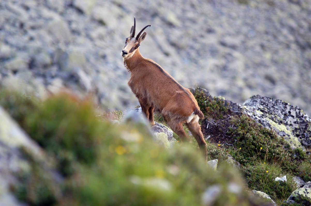 Ciocârlia şi capra neagră vor deveni specii protejate 139288
