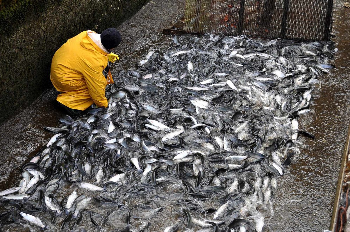 România va cere subvenții pentru piscicultura în apă dulce 140013