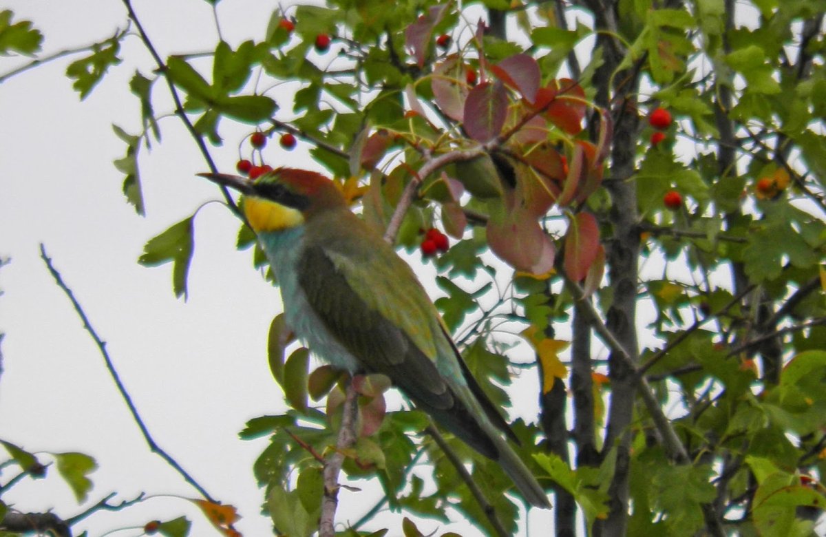 Pasărea de la subsuoară 140063