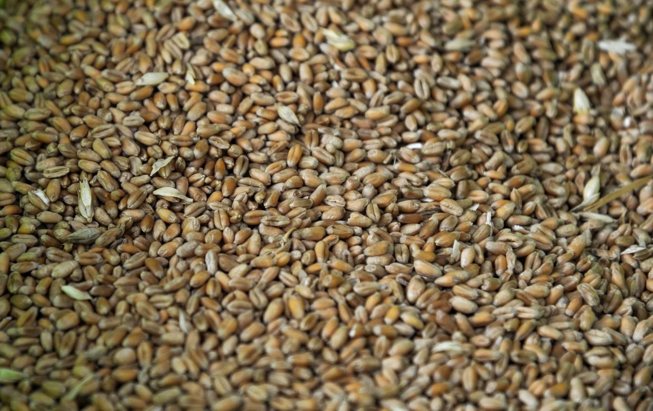 Exportul produselor agroalimentare, suspendat  142539