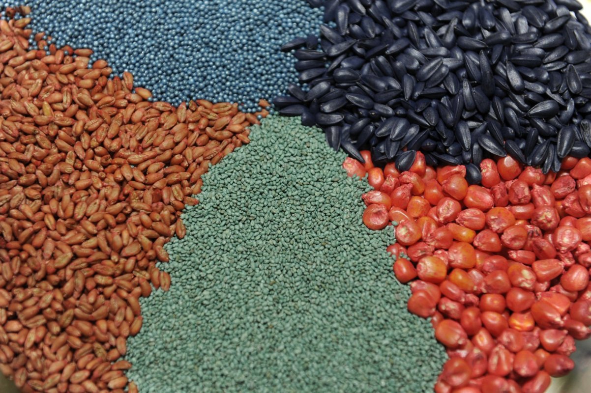 Atenție la semințele contrafăcute 143433