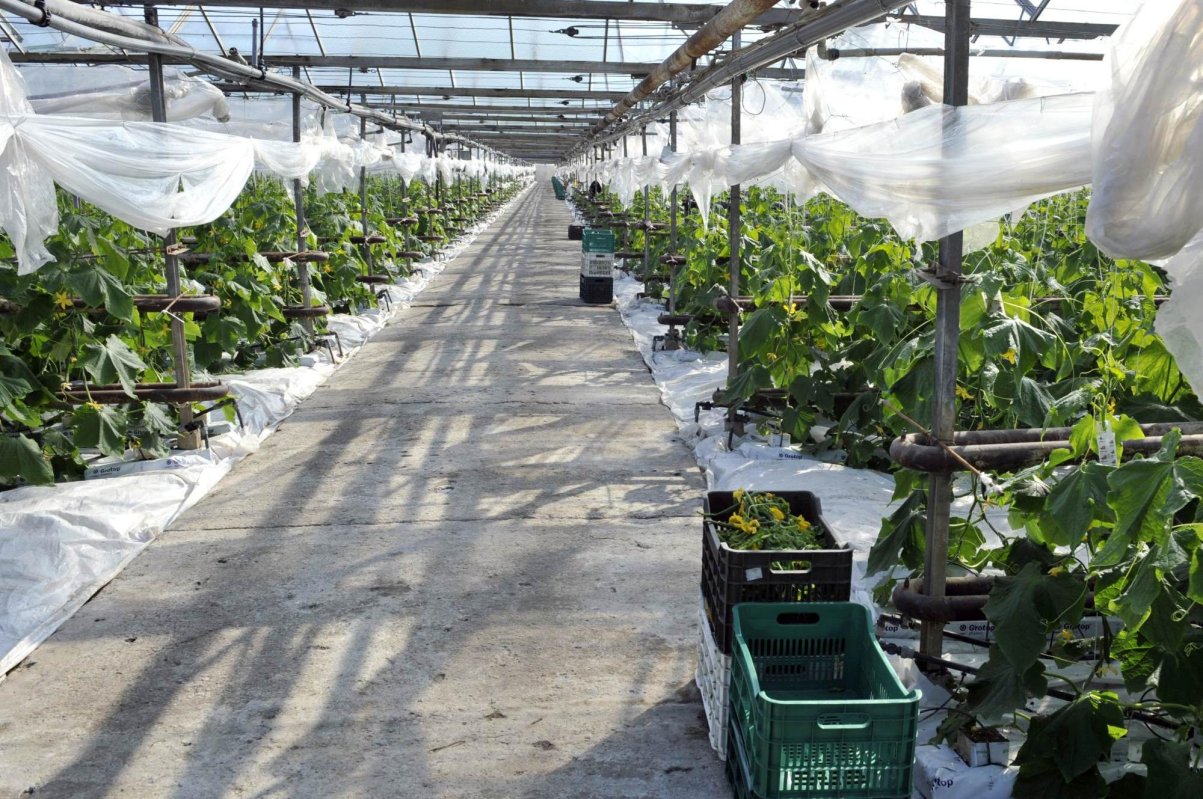 Legumicultorii vor primi 5.000 de euro la hectar 143633