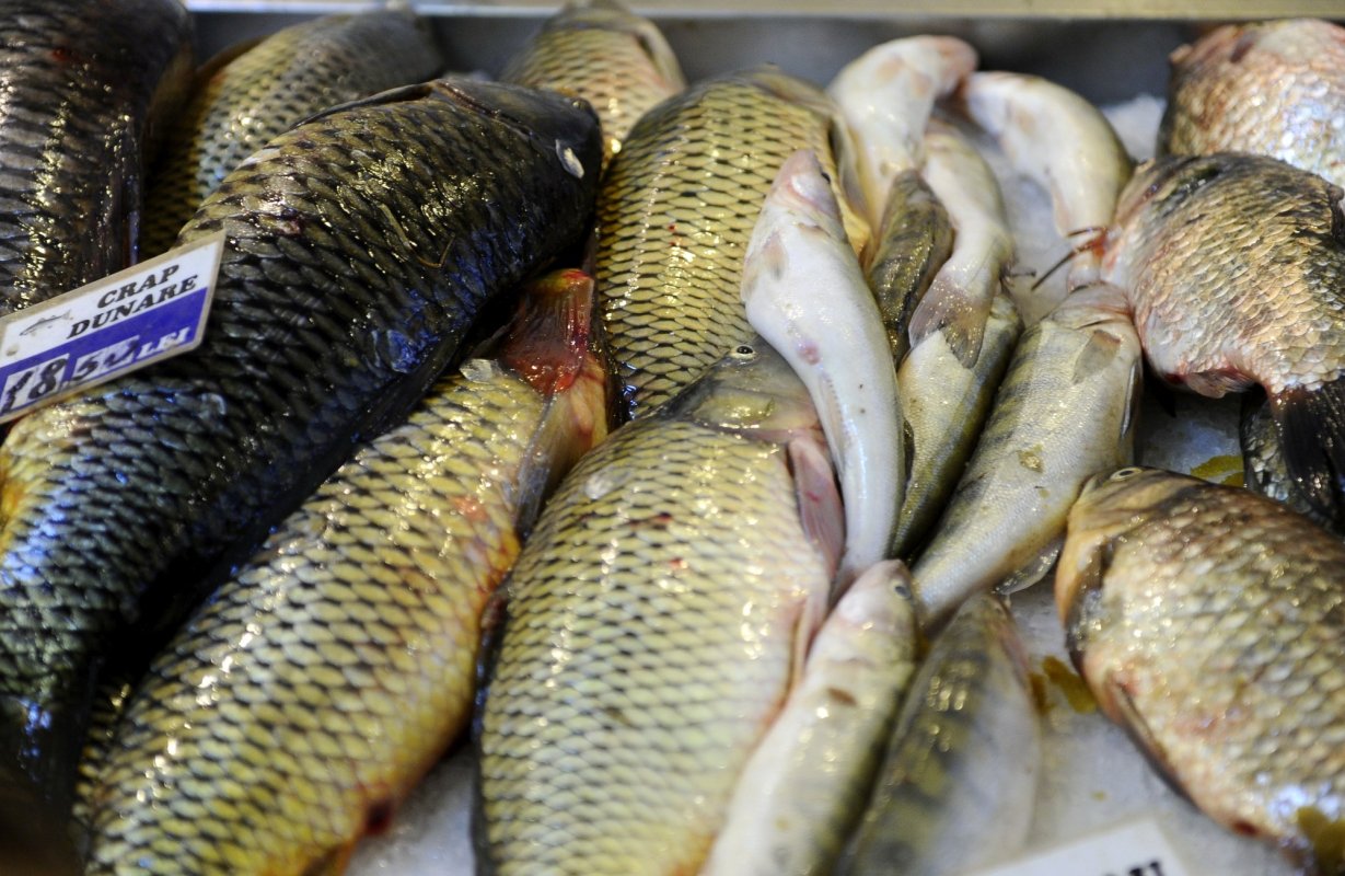 Pescarii solicită repopularea cu crap a Deltei 143703