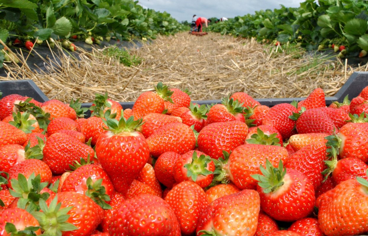 Un an dificil și pentru producătorii de căpşuni 143991