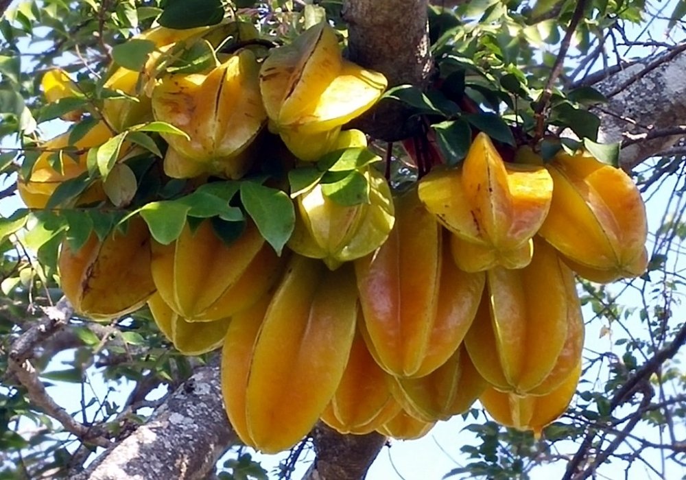 Carambola, un antiinflamator natural 144062