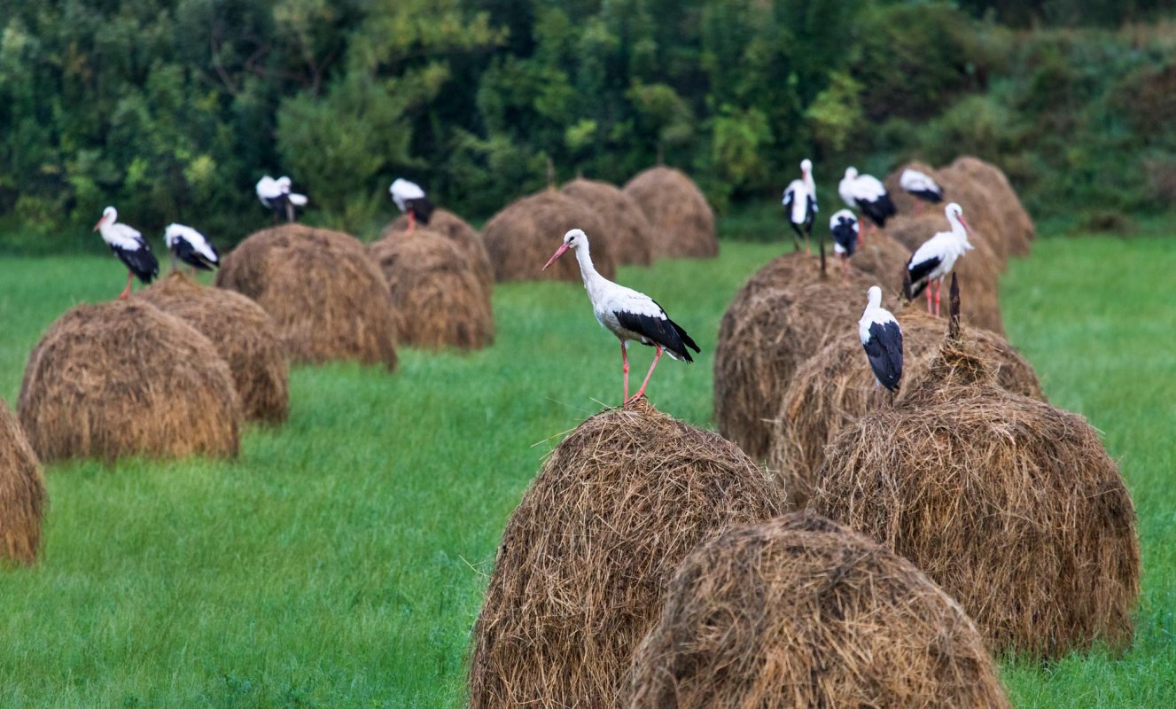 Sorin Onișor, fotograful satului românesc 144224
