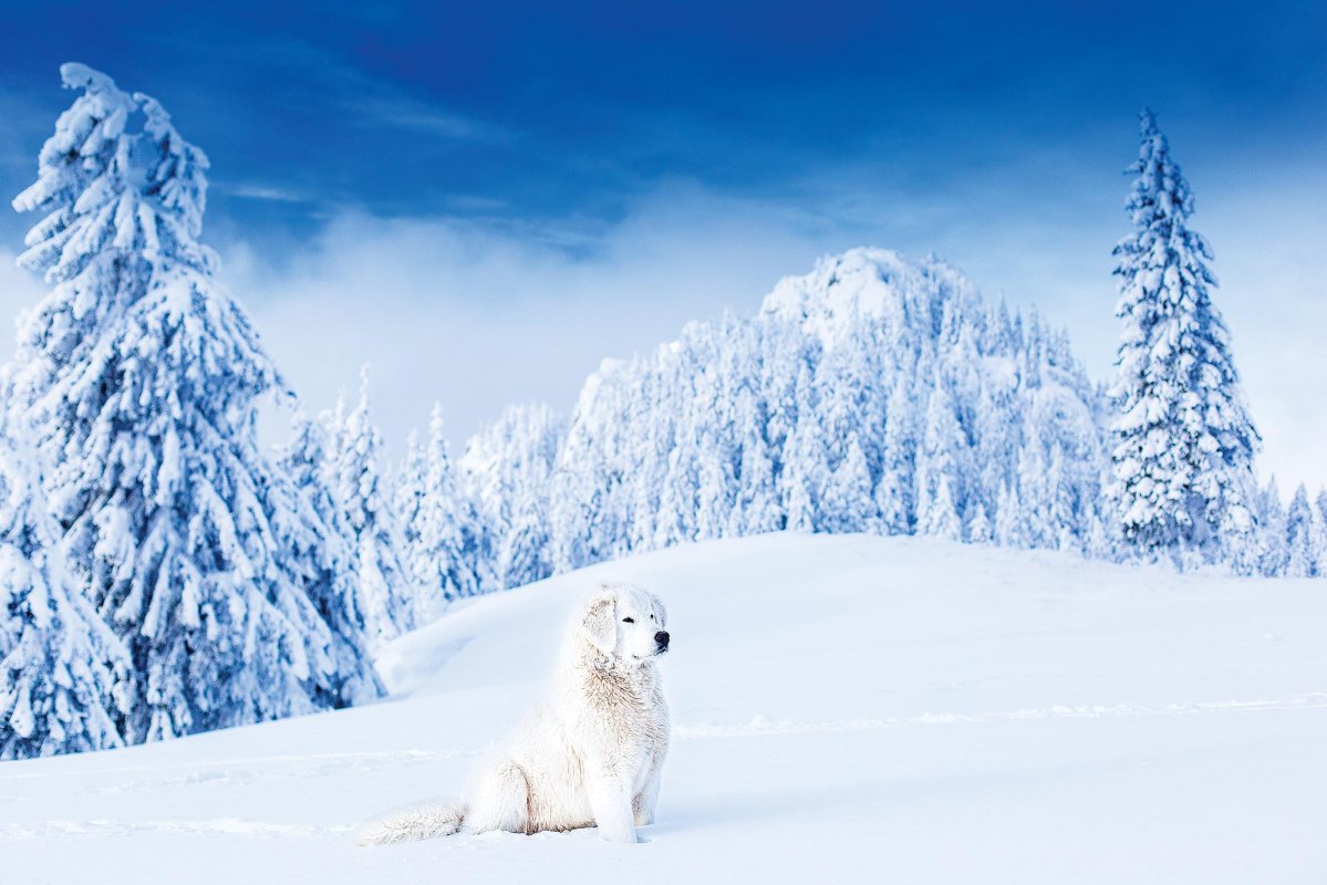 Sorin Onișor, fotograful satului românesc 144235