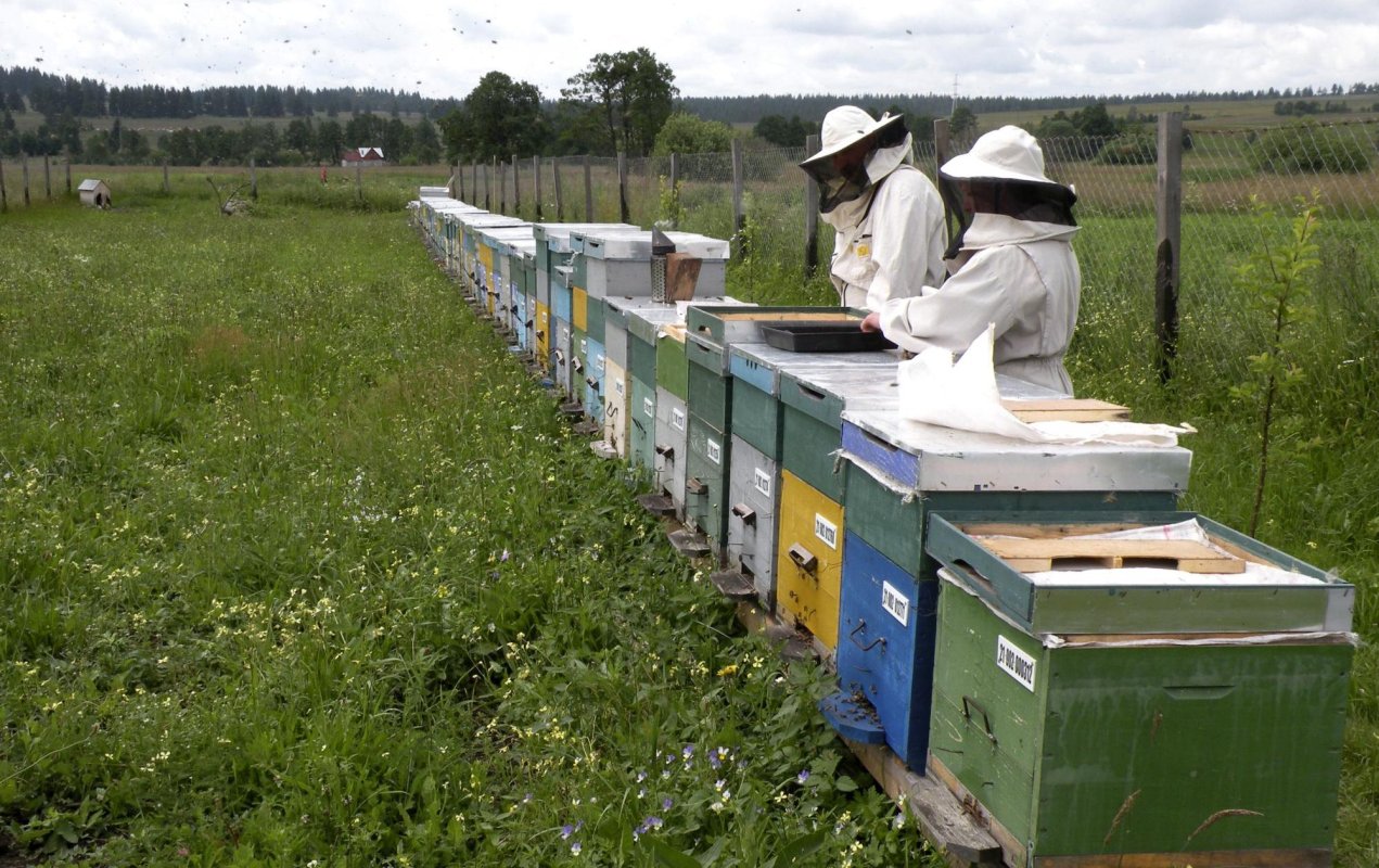 Apicultori plecați în pastoral la salcâm 144587