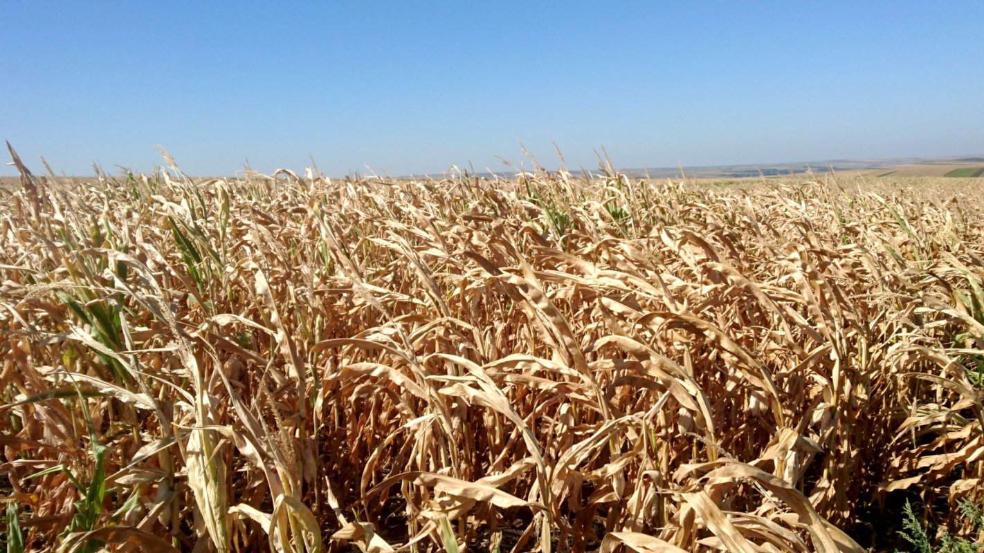 Se pot depune cereri pentru asigurarea culturilor 144589