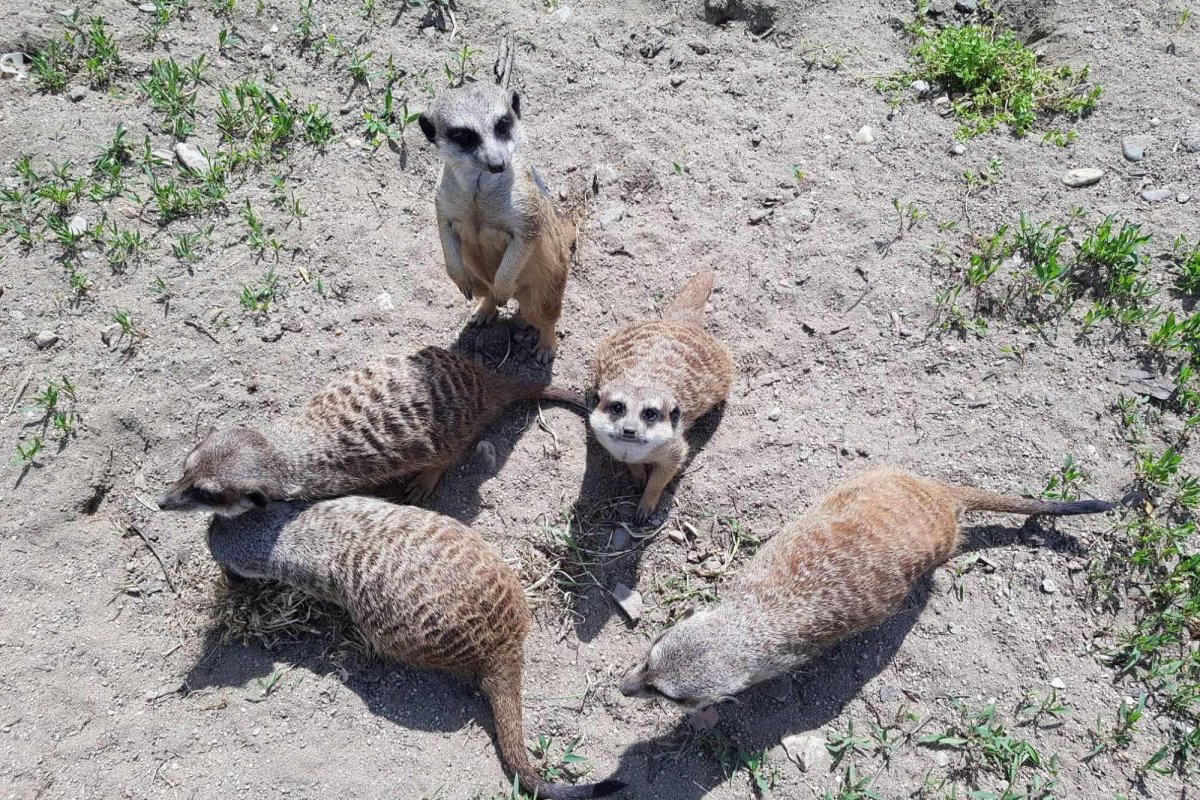 Se redeschide Grădina Zoologică Oradea 145069