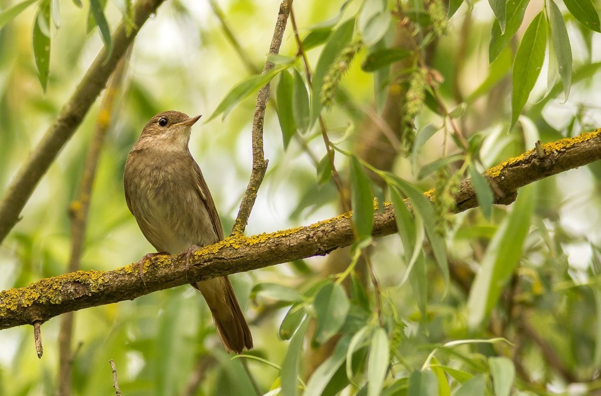 „Noaptea privighetorilor”, on-line, la 30 mai 145626