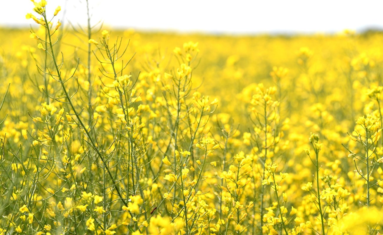 Vânzări mari de pesticide în România 146067