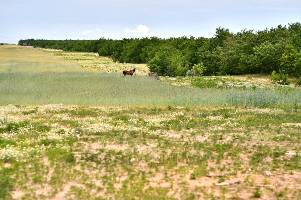 România, printre țările grav afectate de deșertificare 147089