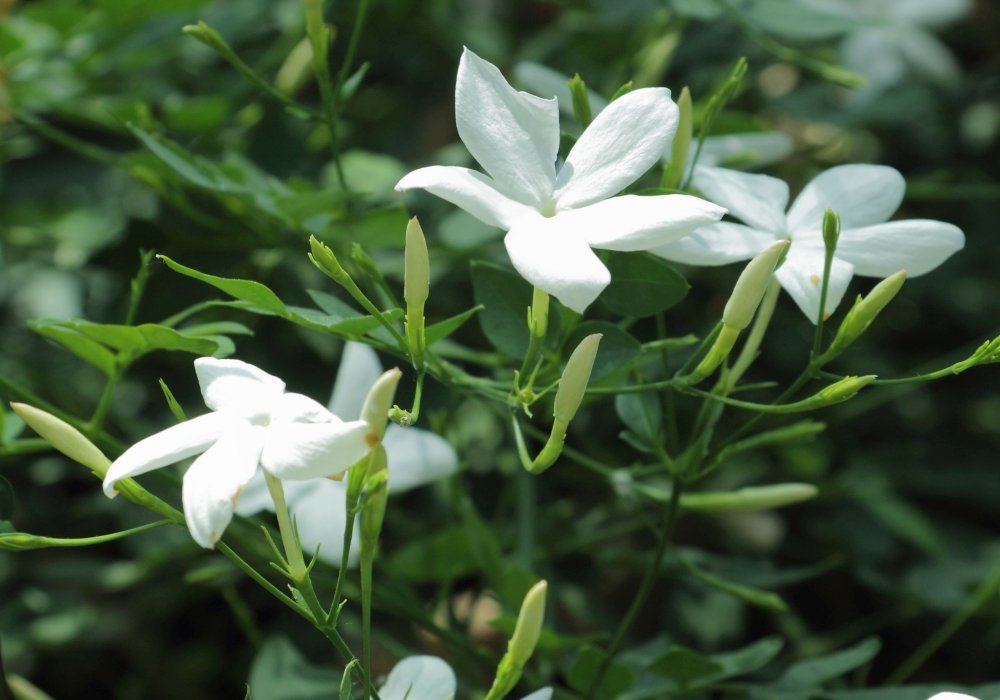 Iasomia, un excelent antioxidant natural 147230