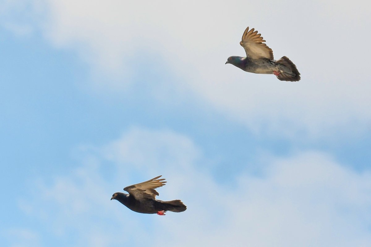 Mânie și blândețe 147389