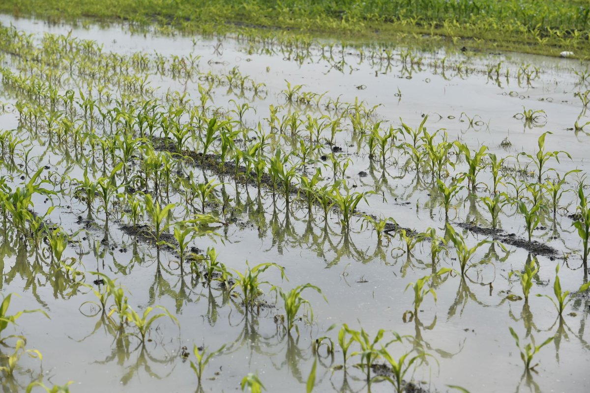 Toți fermierii ar trebui să fie asigurați 147505