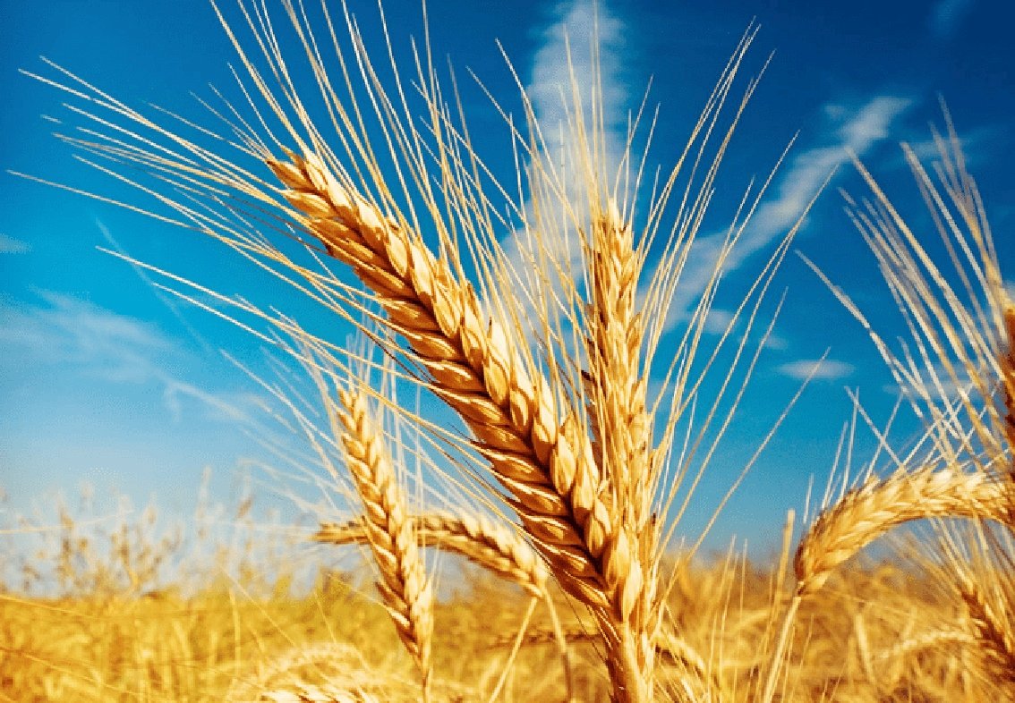 Matei 13, 36-43 148835