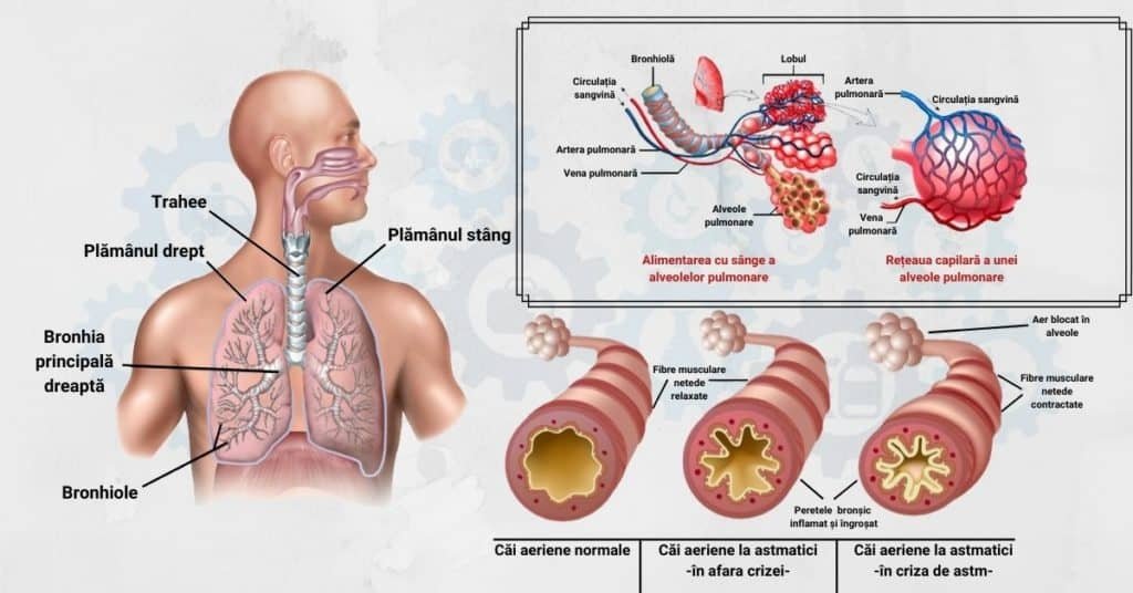 Cum să-i protejăm pe astmatici 149688