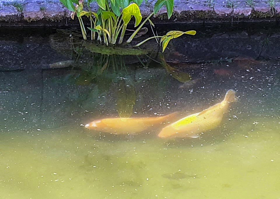 Alba Carolina, o stea strălucitoare pe firmamentul istoriei 149738