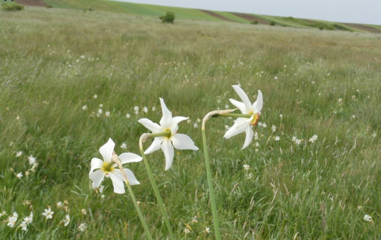 Parfumul comuniunii dintr-o așezare de-a lungul Neajlovului 150012