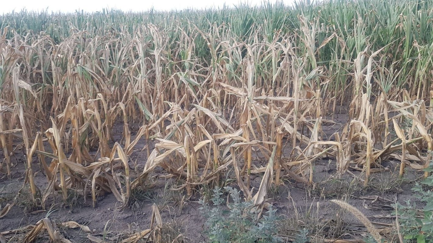 Secetă pedologică în majoritatea zonelor agricole 150528