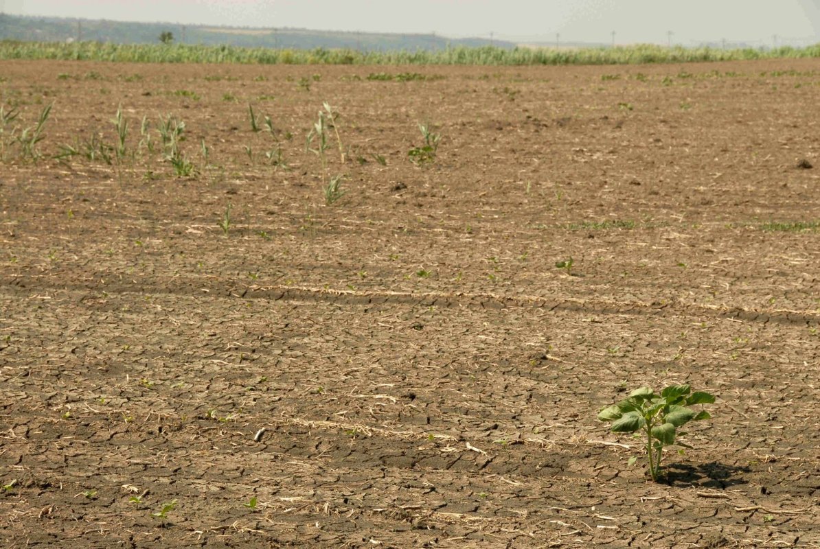 Despăgubirile pentru fermieri, după rectificarea bugetară 150619