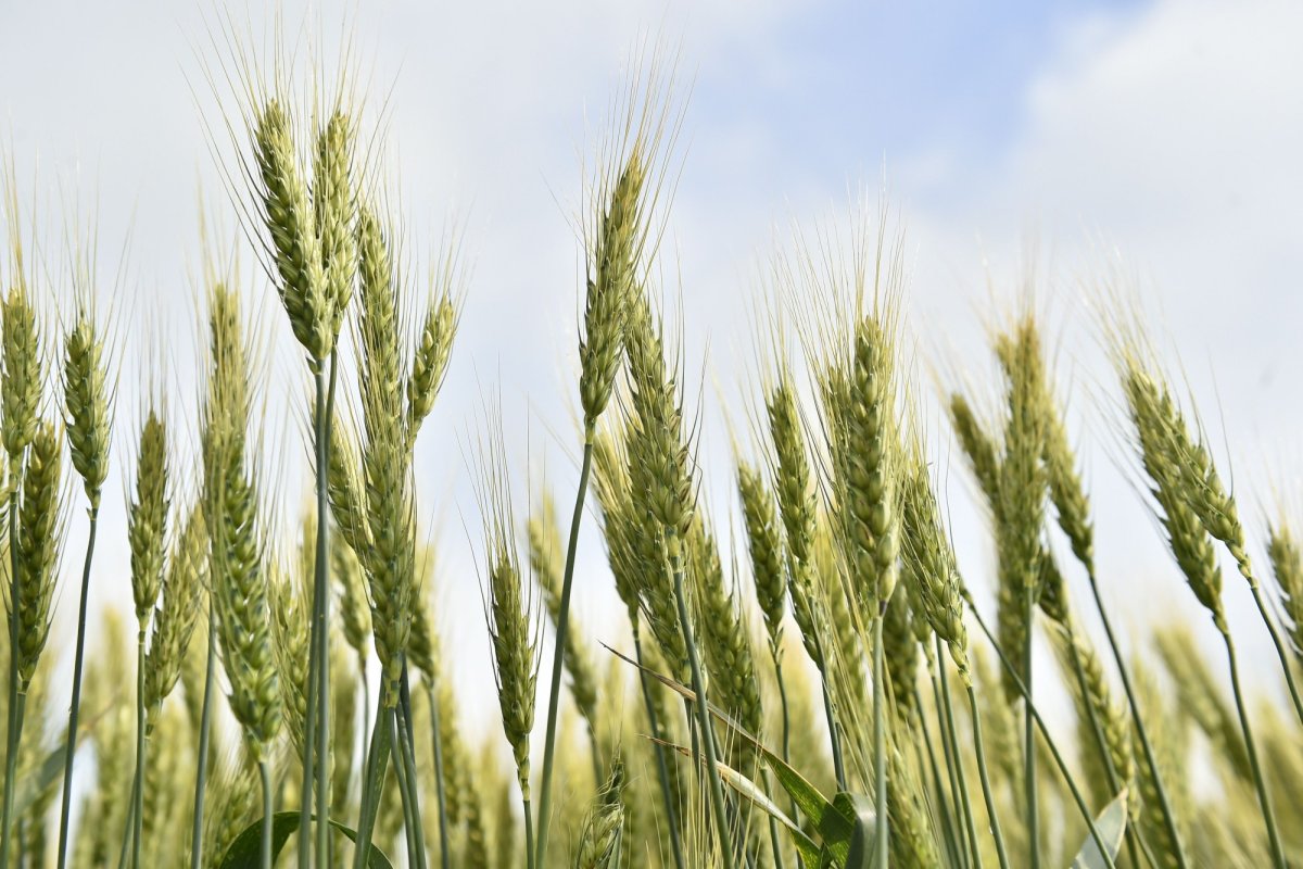 Avem suficient grâu pentru panificaţie 151410