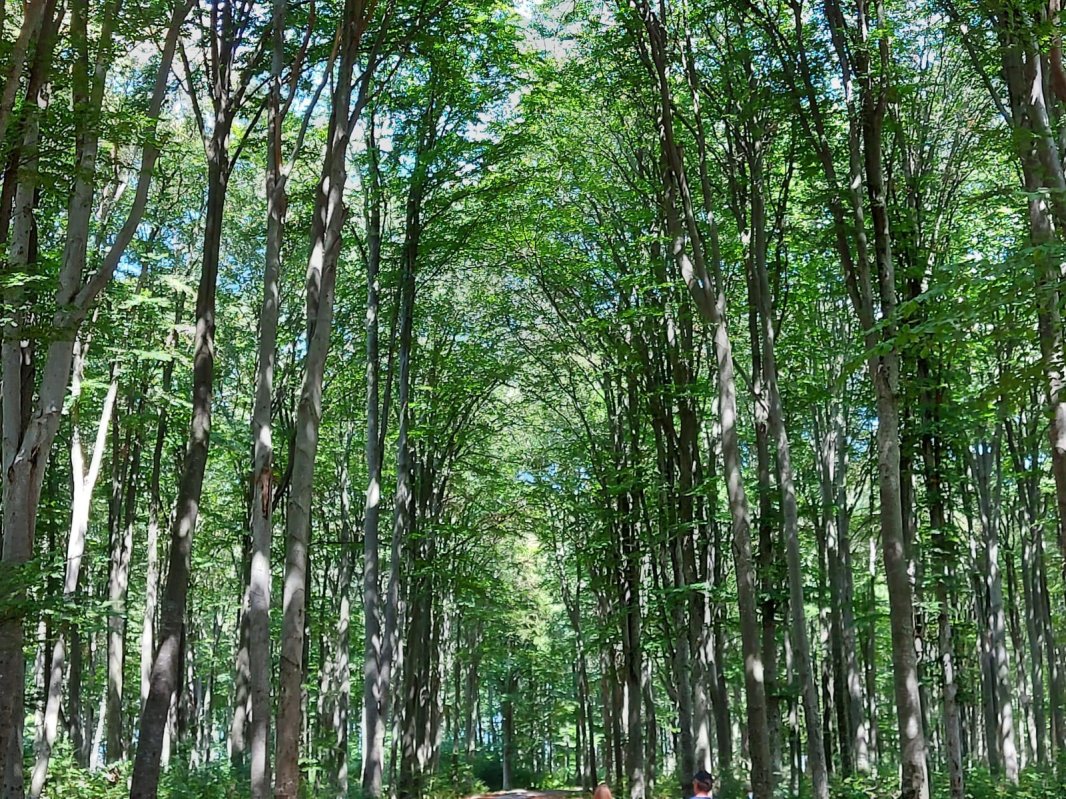 Sâmbăta de Sus, foarte sus 151810