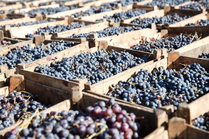 Căruțe cu struguri 152834