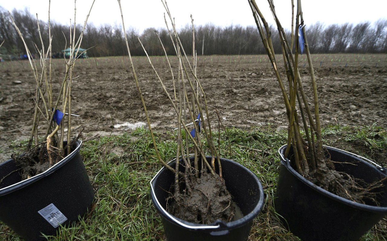 Ediţia de toamnă a campaniei „O pădure cât o ţară” 152868